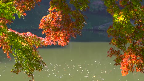 hermosos árboles de colores otoñales en rojo y verde contra el estanque durante el día en cámara lenta