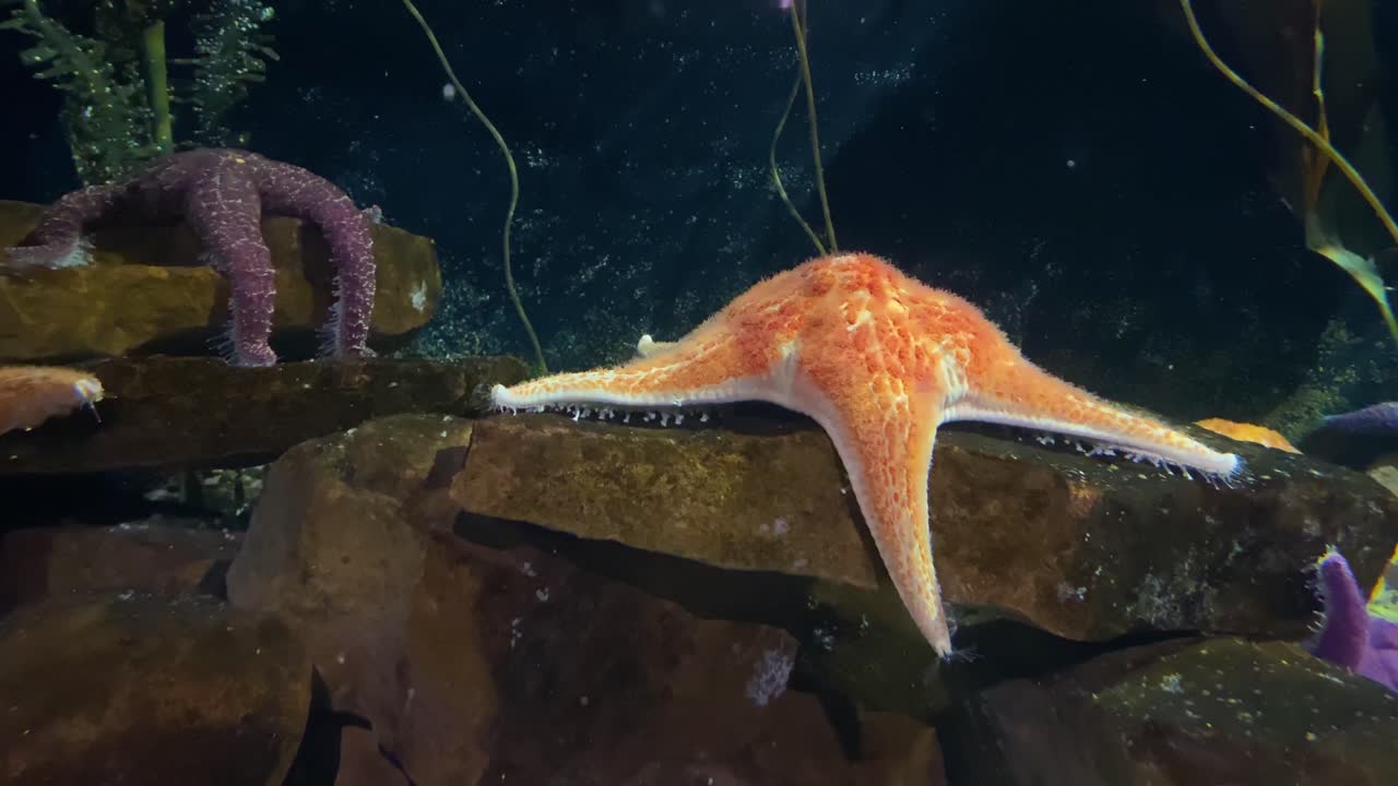una estrella de mar naranja se mueve lentamente bajo el agua en un ambiente de acuario