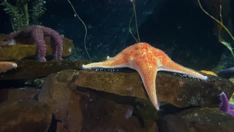 an orange starfish moves slowly underwater in an aquarium setting