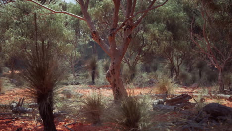 red dirt forest