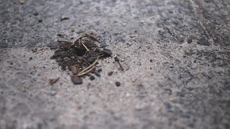 ants leaving and entering nest hole in ground, day time