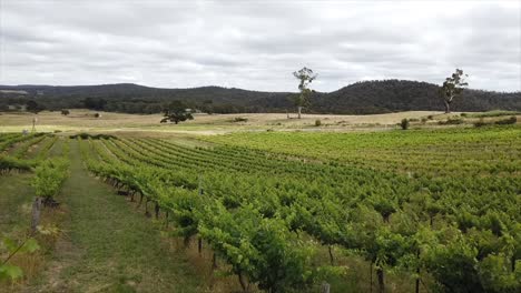 vineyard view of balcony of lush green vines