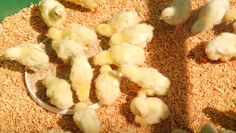 lindos pollitos recién nacidos en cooperativa alimentándose juntos, estática de primer plano