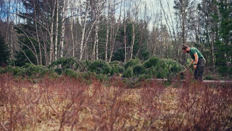 man cutting branches from the trunk of a fallen tree - wide shot
