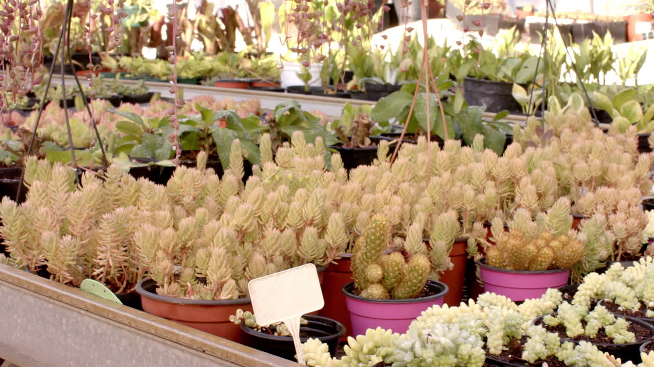 Variety of succulents and cacti thriving in greenhouse nursery environment