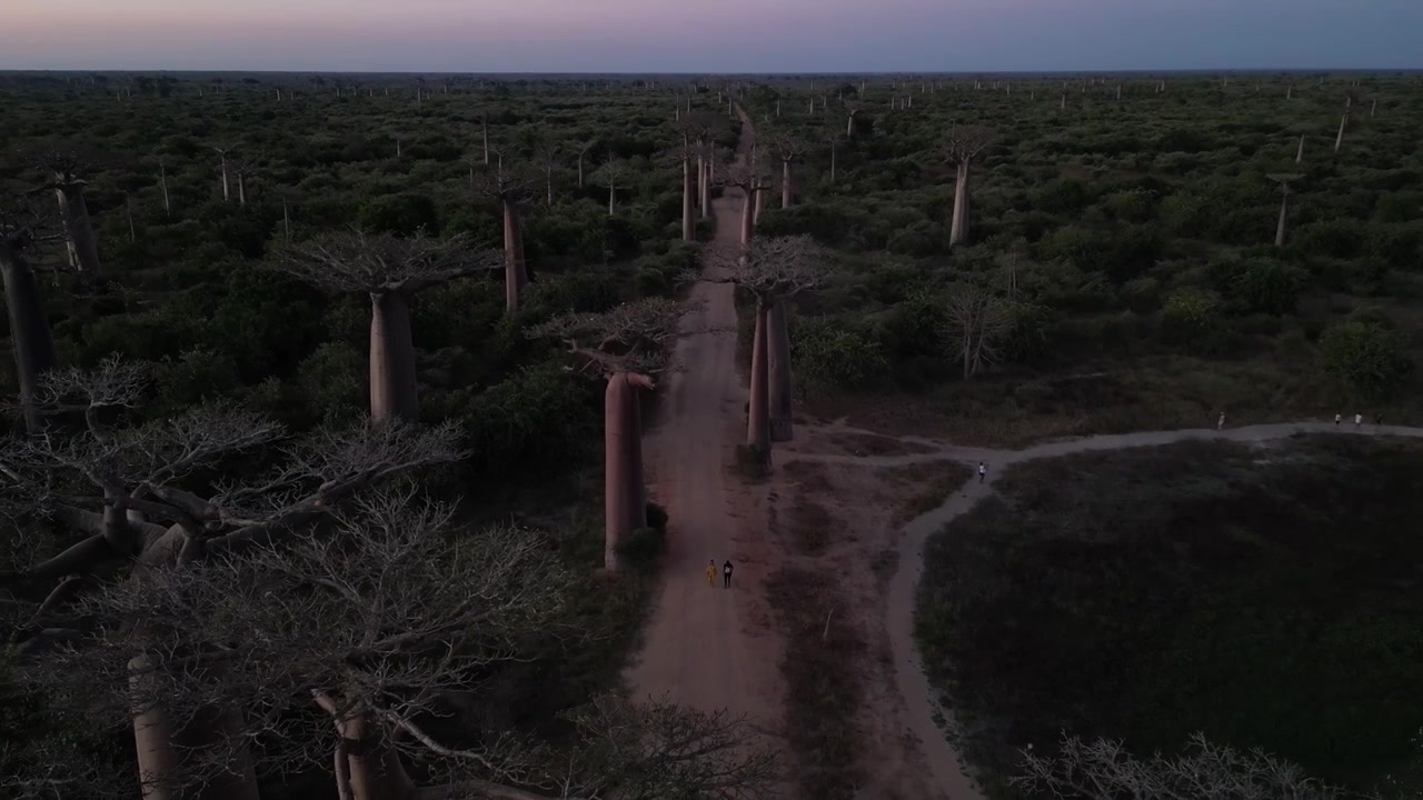 Morondava, Madagaskar'daki efsanevi Baobab Yolu. Eşsiz Afrika vahşi doğa manzarasında toprak bir yolu çevreleyen görkemli Adansonia ağaçları