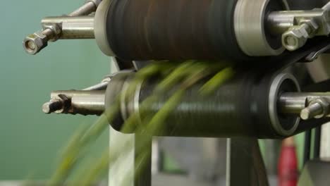 máquina de trituración de aceitunas de mesa verdes