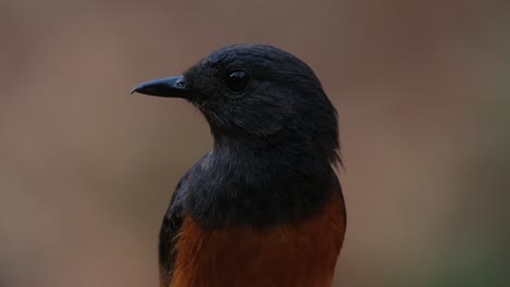 Facing-to-the-camera-and-turns-its-head-to-the-left-and-looks-around,-White-rumped-Shama-Copsychus-malabaricus,-Thailand