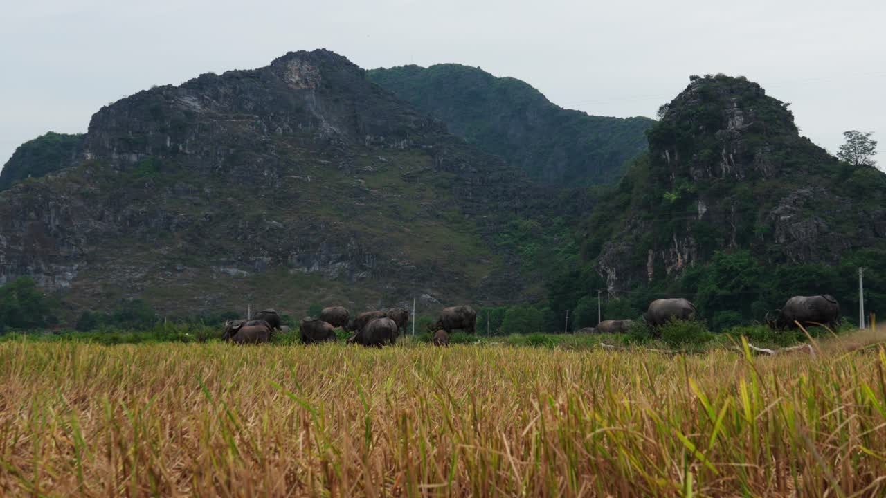 A Water buffalo herd graze on a rice field, Tam Coc Vietnam