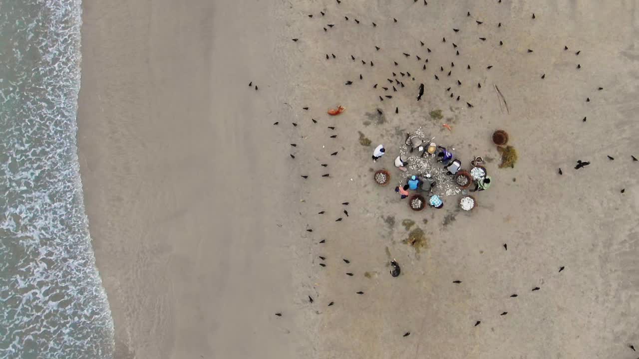 Aerial, Slow Motion, Drone Shot Of Fishermen Cleansing And Gutting Fish 