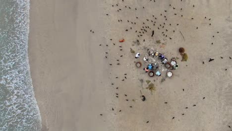 aerial, slow motion, drone shot of fishermen cleansing and gutting fish on a beach, birds fly around looking for food, on a cloudy day, in gokanna, trincomalee, in the eastern province, sri lanka