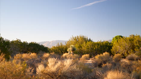 Revealing-shot-from-behind-a-bush-looking-out-on-a-California-high-desert-landscape-with-Joshua-trees-and-a-mountain-in-the-distance-at-sunrise