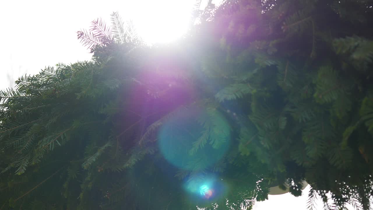 свадебная арка украшена цветами. солнечные лучи на заднем плане. близко