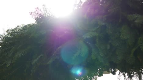 wedding arch decorated with flowers. sun rays background. close up