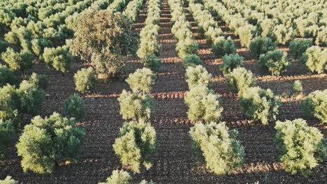 Flying-among-olive-trees