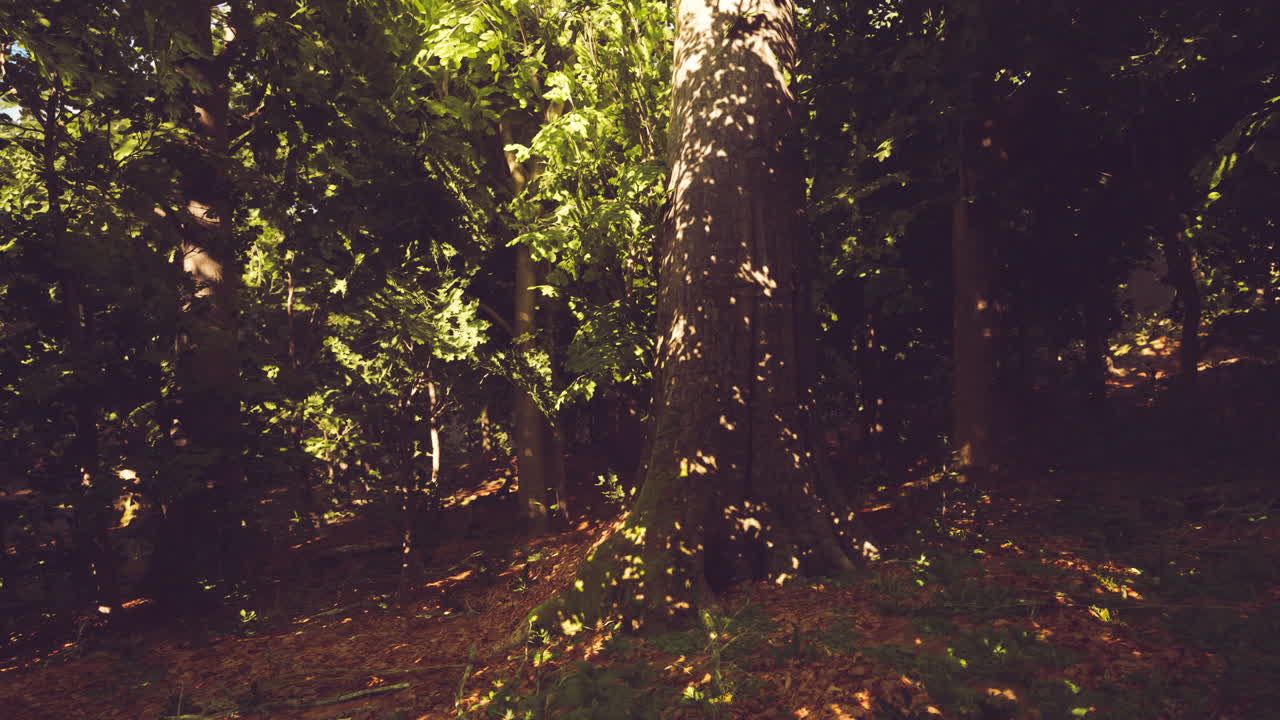 Sunlight filters through green trees in a serene forest setting in autumn