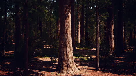 Early-morning-sunlight-in-the-Sequoias-of-Mariposa-Grove