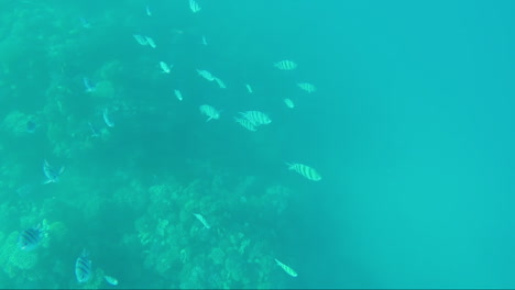 Variedad-De-Peces-De-Mar-En-El-Fondo-De-Los-Arrecifes-De-Coral