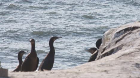 Cormoranes-Y-Olas-En-La-Costa-De-California