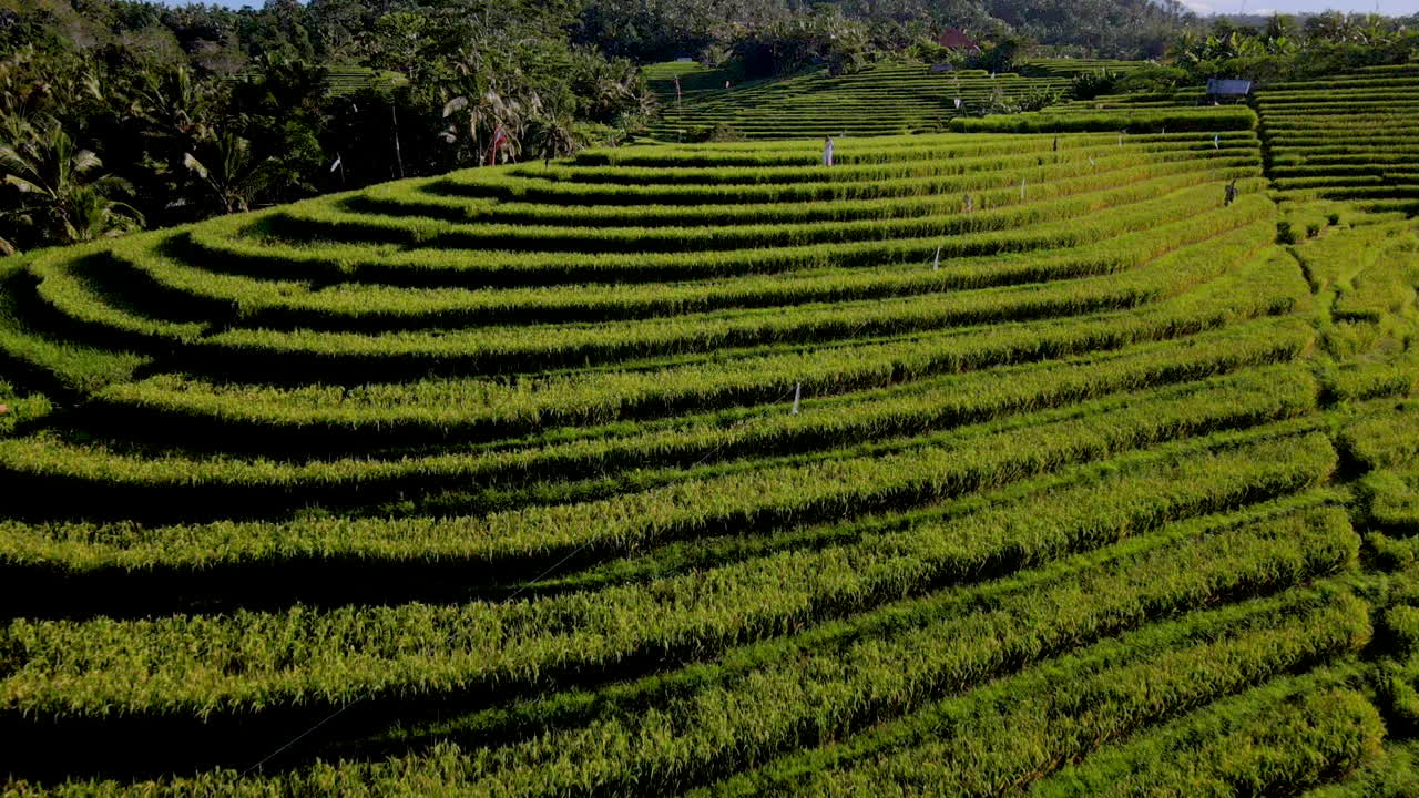 медленное движение вперед в сторону девушки, идущей по рисовому полю в бали