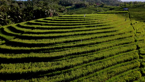 muñeco de avance lento hacia una niña caminando en un campo de arroz en bali