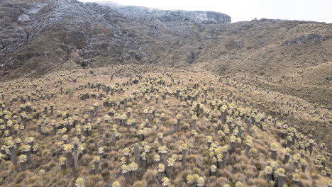 parque de los nevados - maravillosos paisajes de colombia-1