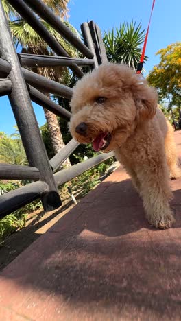 Fluffy Brown Poodle Outdoors