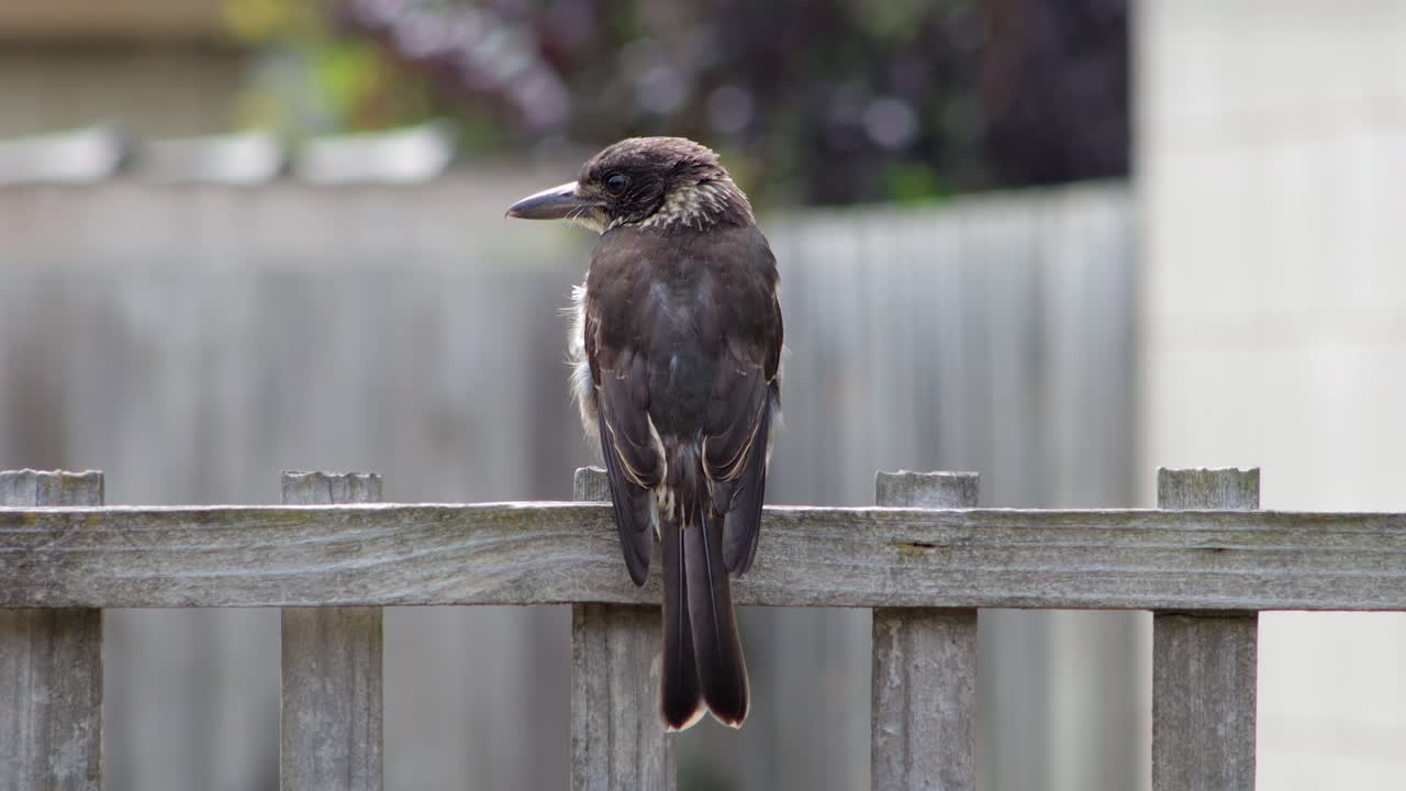 Juvenile Grey Butcherbird Close Up Looking Around Perched On Wooden Fence Trellis In Garden, Daytime Maffra, Gippsland, Victoria, Australia