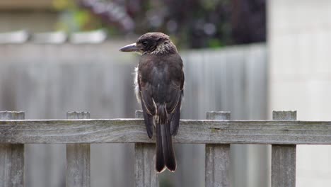 juvenile grey butcherbird close up looking around perched on wooden fence trellis in garden, daytime maffra, gippsland, victoria, australia