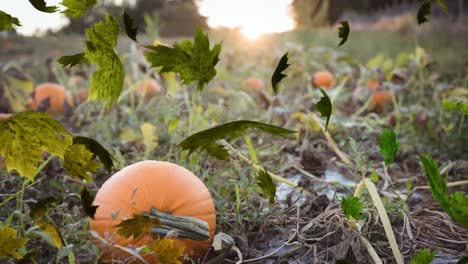 Animation-of-autumn-leaves-falling-over-pumpkin-patch