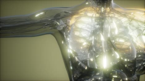 imagen de rayos x del cuerpo humano