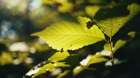 illuminated green leaves glistening in natural light, showcasing the beauty and texture of nature's foliage in a serene environment