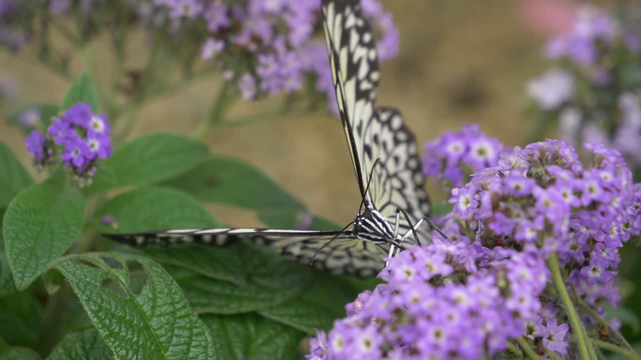 toma en cámara lenta de la majestuosa mariposa de papel de arroz durante el trabajo en la flor morada volando lejos - primer plano macro