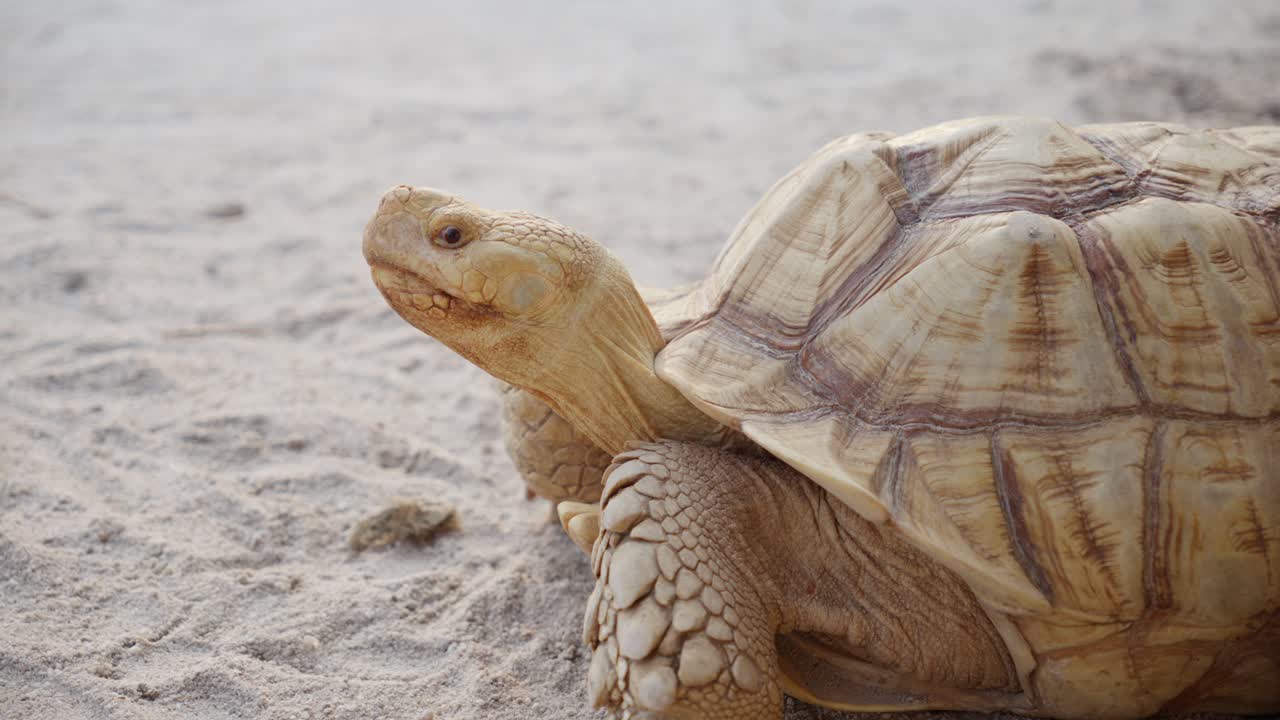 любопытная африканская черепаха, стоящая на песчаной земле.