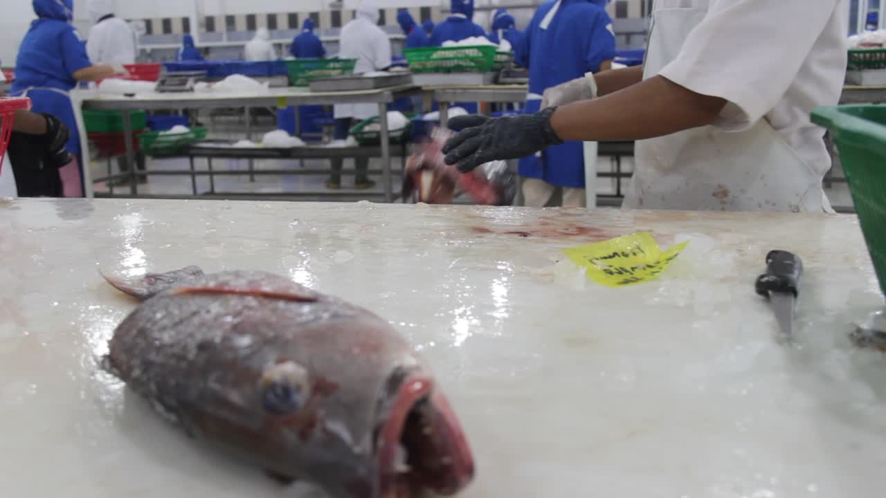 primer plano de carne de pescado de mar recién cortada