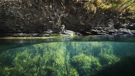 underwater view of a rocky coastline with seaweed