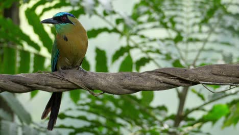 colorful motmot bird in its natural habitat in the forest woodland