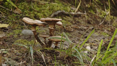 familia de hongos que crece en jyväskylä, finlandia - 4k, 24fps