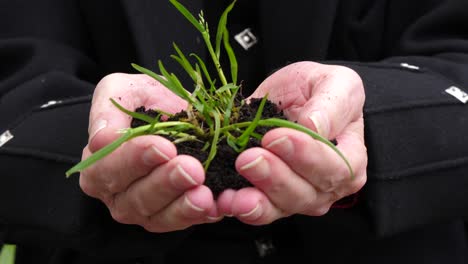 anciano sosteniendo planta anidada en el suelo
