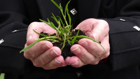 elderly man holding plant nested in soil