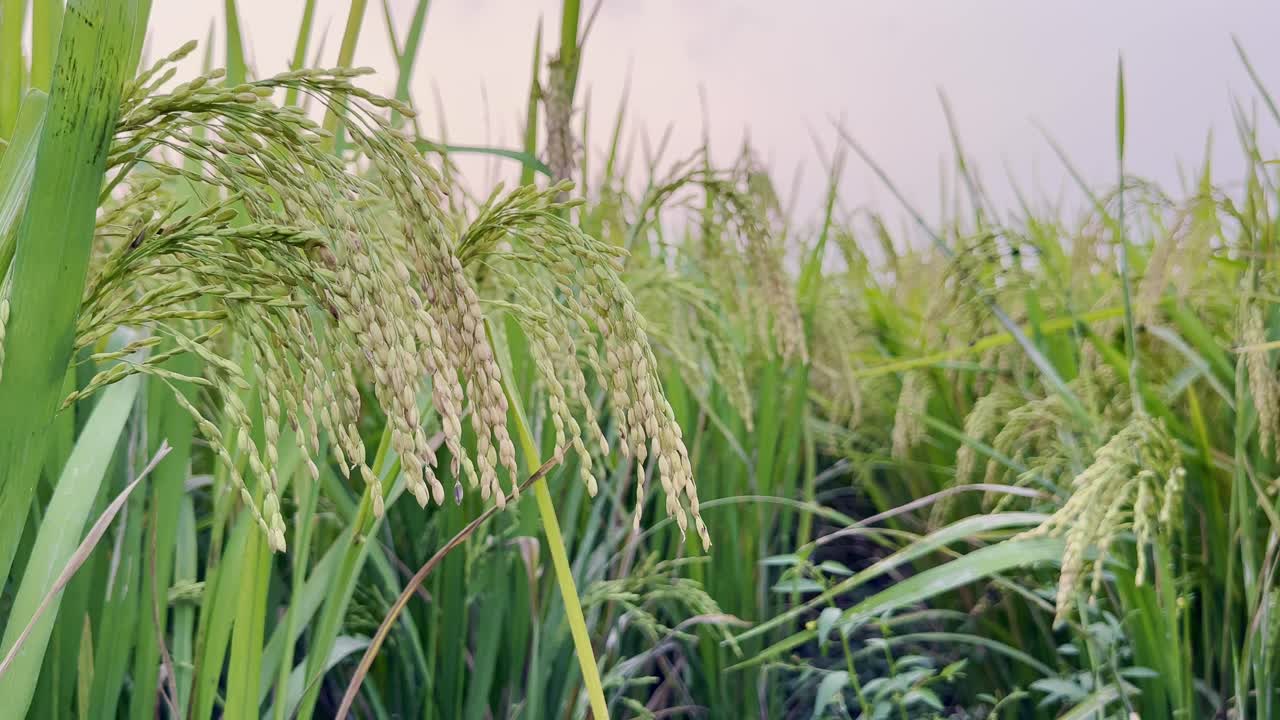 Closeup of Rice plants sway gently in the wind, their slender green leaves and golden-hued grains creating a serene and tranquil scene of natural beauty