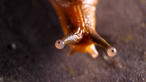 snails macro shot