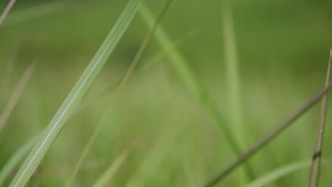 Una-Hierba-Perenne-Originaria-De-Asia-Tropical-Y-Subtropical-Y-También-Introducida-En-Varios-Países