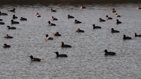 raft of redhead ducks swimming in a pond in southern texas on a sunny winter day