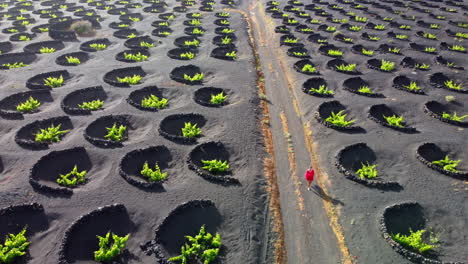 Woman-dressed-in-red-walking-on-a-road-in-Vineyards-plantation-in-Lanzarote-with-many-circular-volcanic-stone-protections-on-the-ground