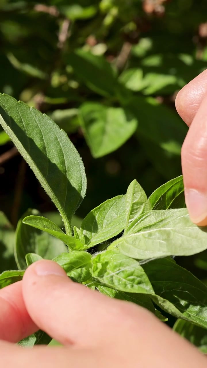 Mano di una persona che pulisce delicatamente una ragnatela da foglie fresche di una pianta verde