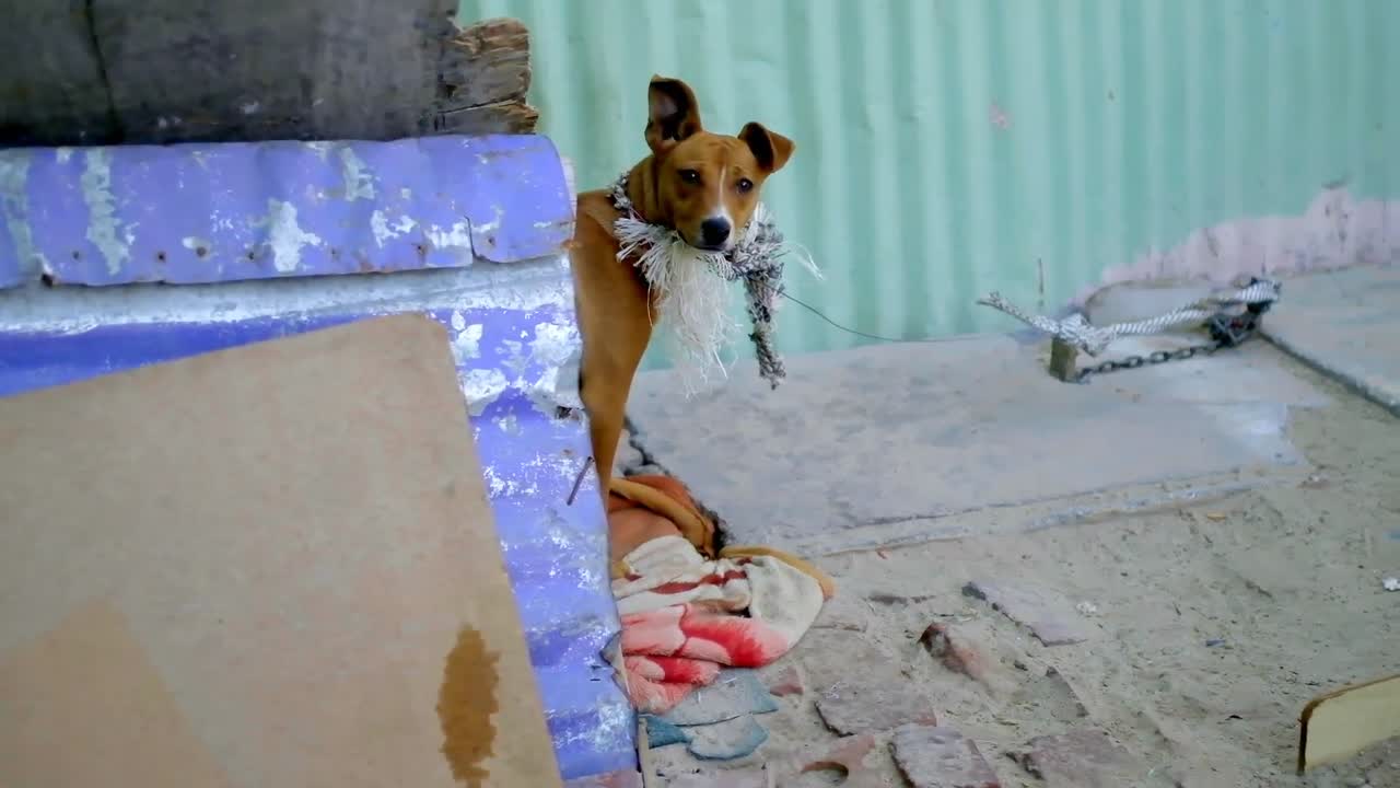 거리 애완동물집의 개 4k