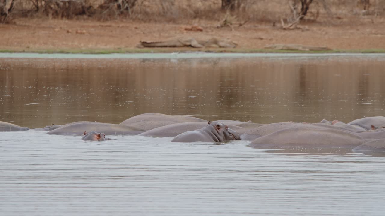 Herd of Hippos in African Waterhole