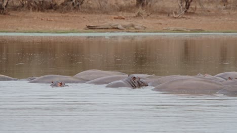 herd of hippos in african waterhole
