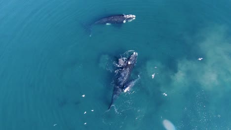 southern right whales swimming in blue shallow waters of the patagonian sea